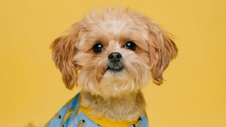 渋谷でペット可能な貸切会場をお探しなら【渋谷ガーデンパティオ】がオススメ！貸切でのご利用で音響機器やマイク・プロジェクター・カラオケ・ゲーム機などが【無料】でご利用いただけます！